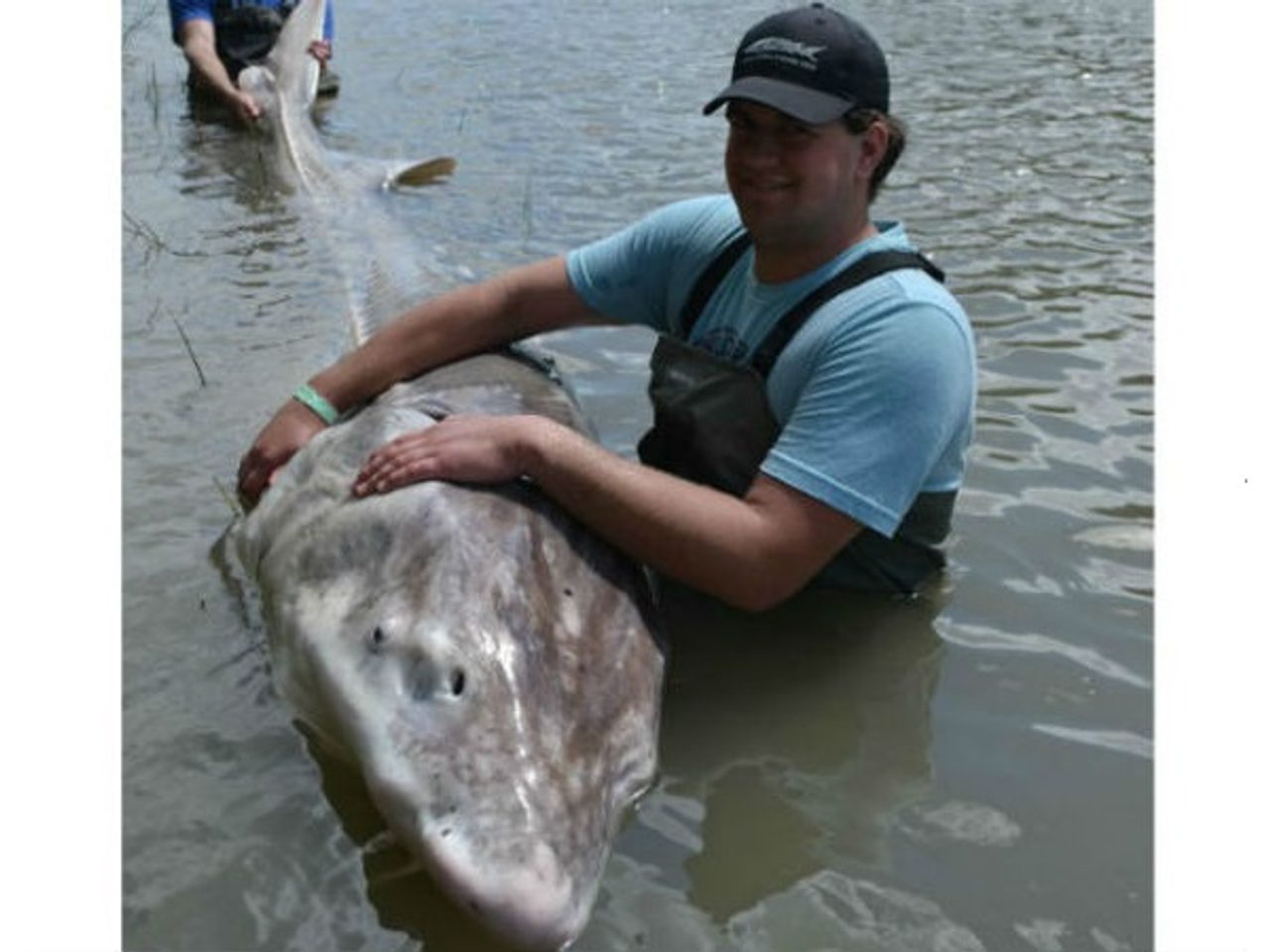 Obří jeseter z řeky Fraser aneb neuvěřitelných 400 kg živé váhy!