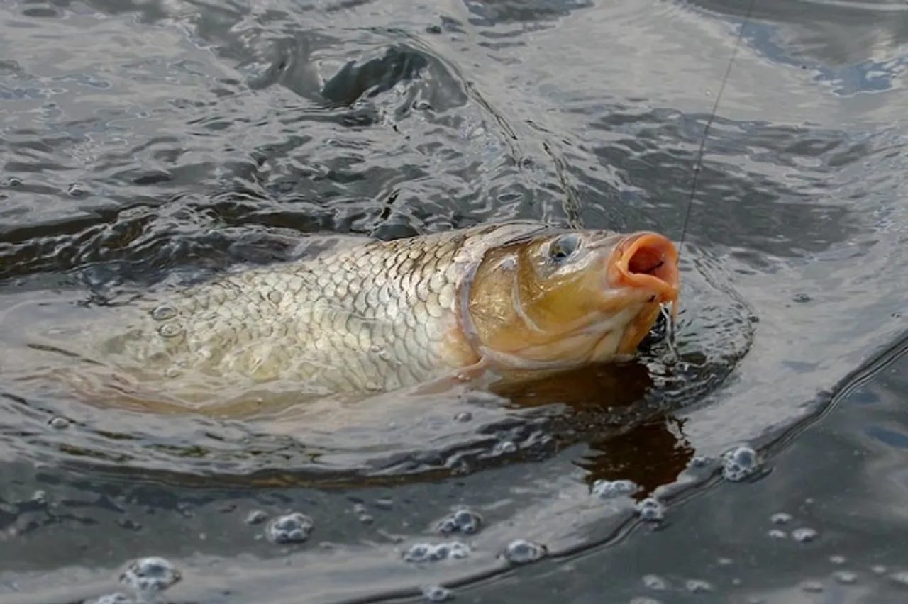Ako správne zaobchádzať s rybami