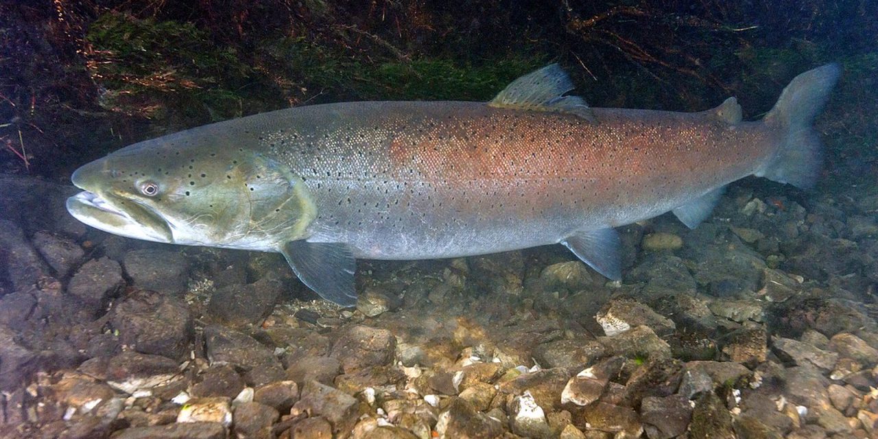 Hlavátka podunajská