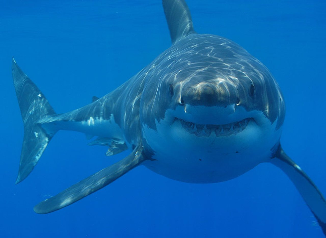 Mořští zabijáci - žraloci | Chyť a pusť