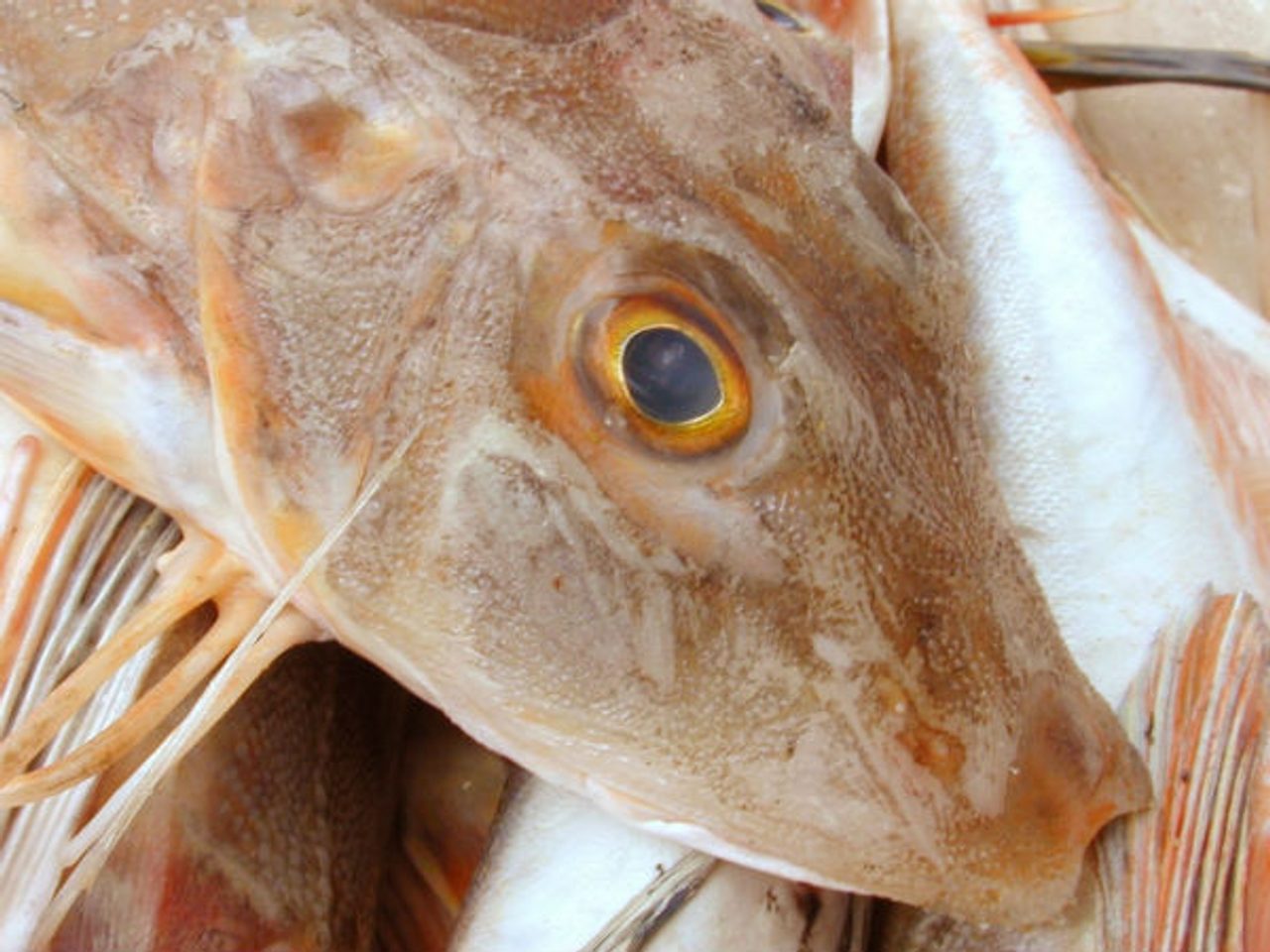 Světový rekord úlovku tresky obecné překonán
