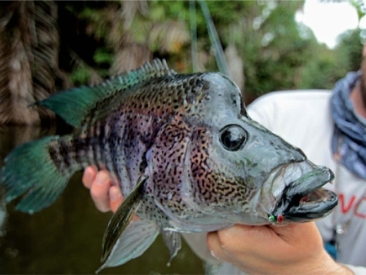 Krásavec menom RAINBOW BASS