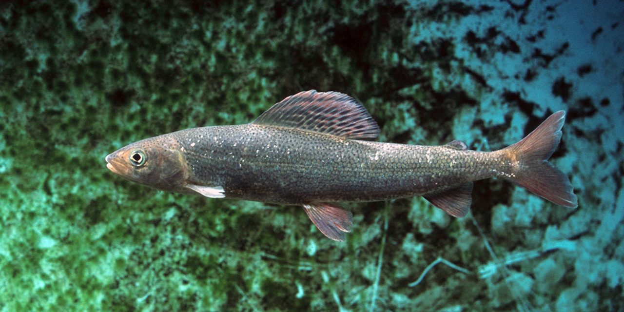 Lipan podhorný