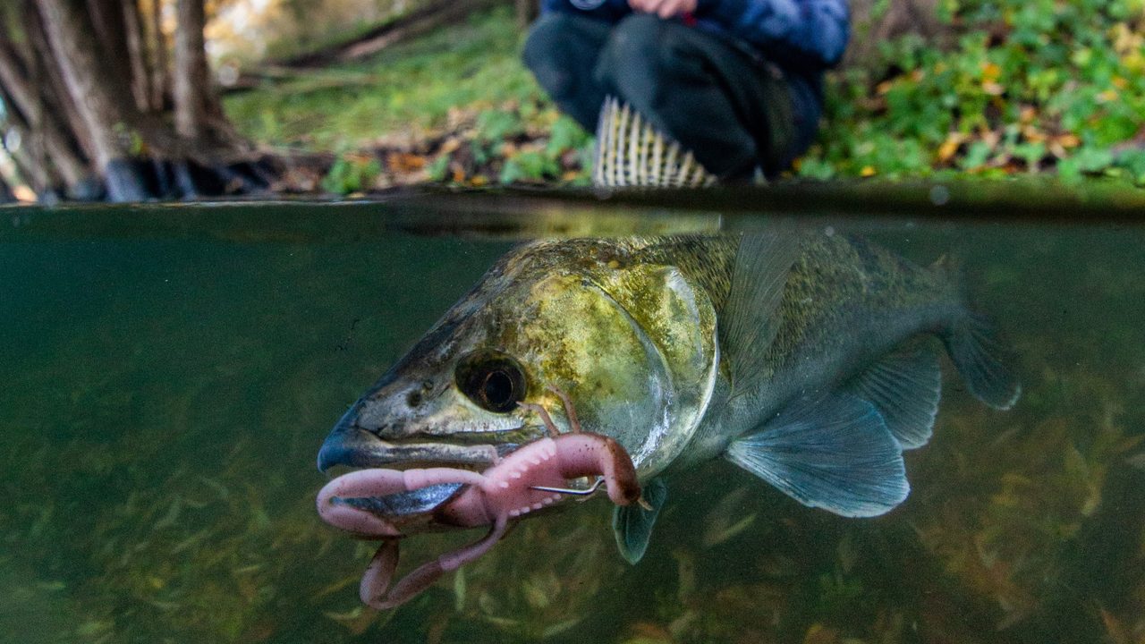 Jak na přívlač na podzim: kdy a kam nahodit a na co chytat