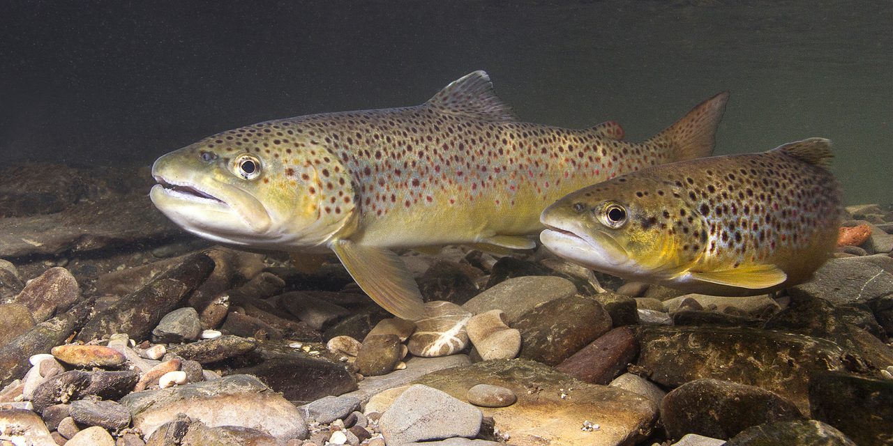 Pstruh potočný (jazerná a riečna forma)