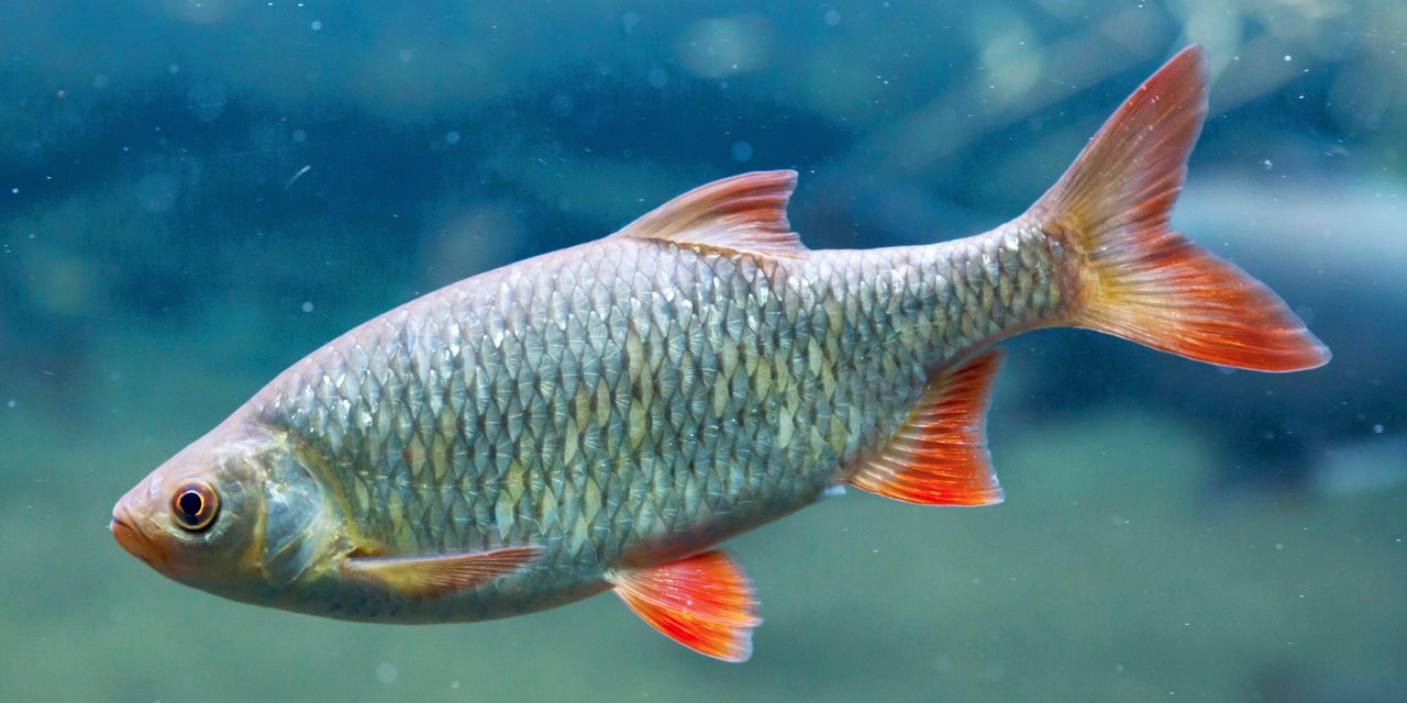 Plotica červenooká