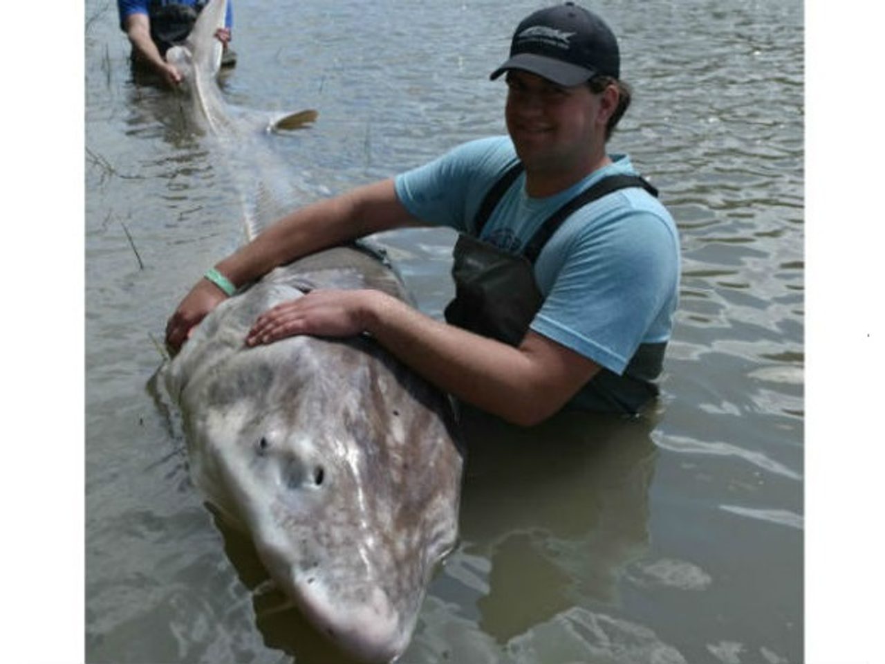 Obrovský jeseter z rieky Fraser alebo neuveriteľných 400 kg živej váhy!