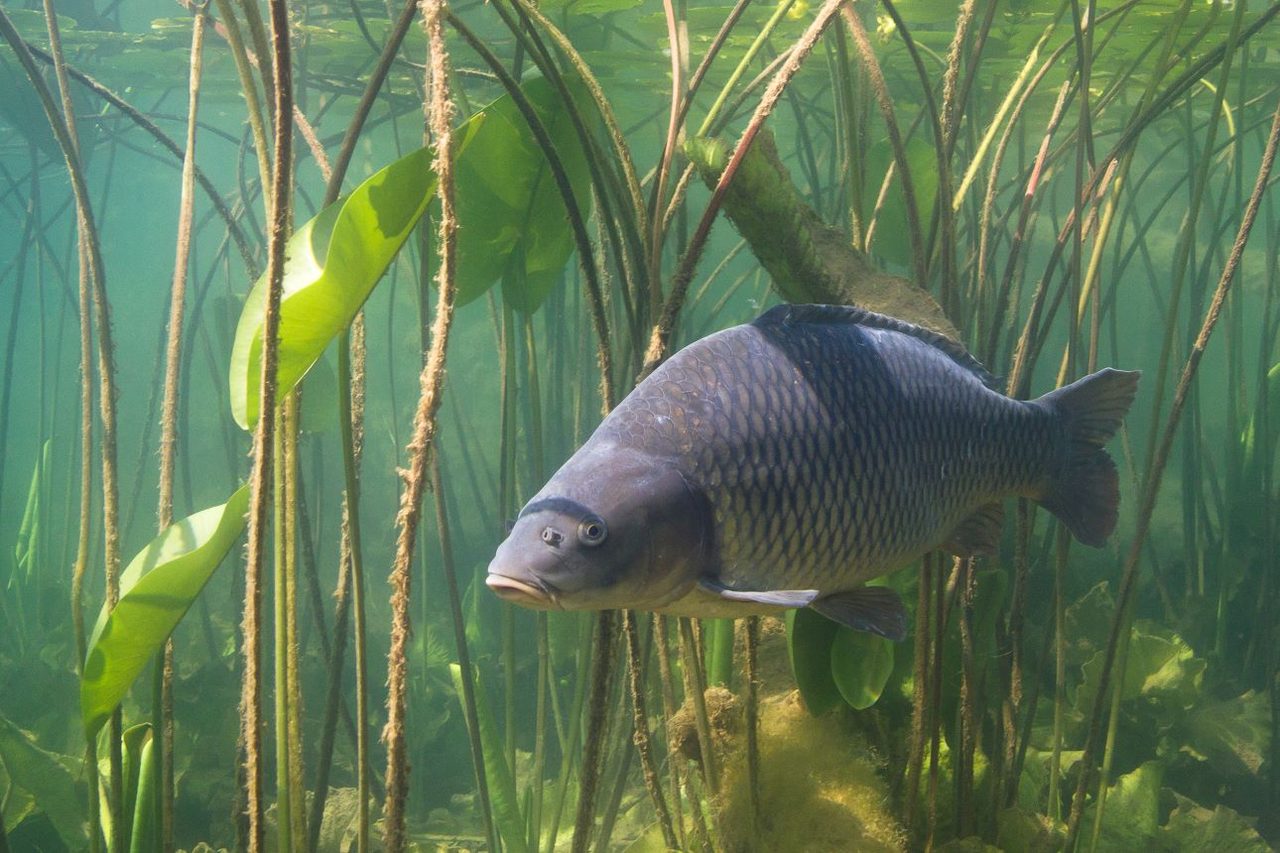 Jak na kapry v létě: tajemství úspěchu v horkých dnech