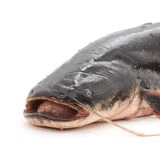 Nástrahy na lov sumcov