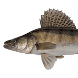 Přívlač na candáty