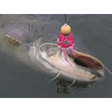 Lov sumců na vertikál