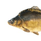 Kaprařina