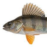 Přívlač na okouny