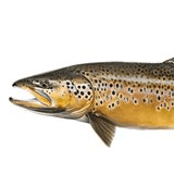 Nástrahy na lov pstruhov