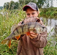 Ostriež zelenkastý