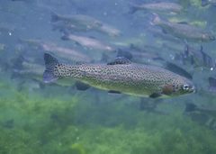 Pstruh obecný (jezerní a říční)