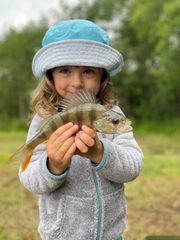 Ostriež zelenkastý