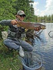 Pstruh potočný (jazerná a riečna forma)