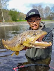 Pstruh potočný (jazerná a riečna forma)