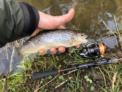 Pstruh potočný (jazerná a riečna forma)