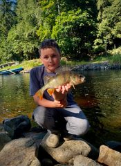 Ostriež zelenkastý