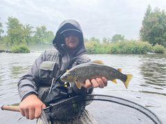 Pstruh obecný (jezerní a říční)