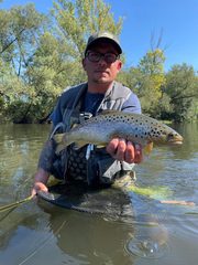 Pstruh potočný (jazerná a riečna forma)