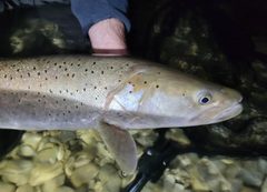 Hlavátka podunajská