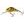 Salmo Wobler Hornet Floating 6cm