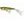 Westin Wobler Spot-on Popper 6,5cm 7g