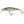 Illex Wobler Squad Minnow SP 6,5cm 5,8g