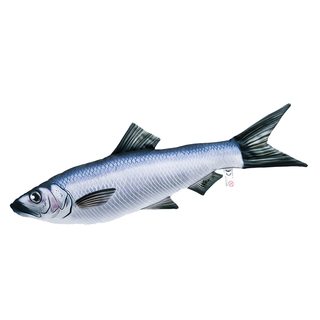 Gaby Vankúš Sleď obyčajný (clupea harengus) 60 cm