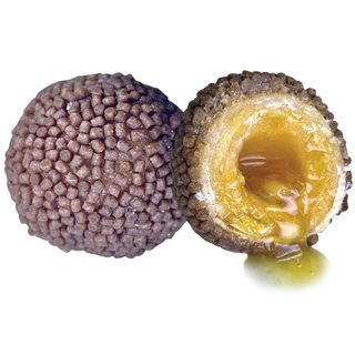 LK Baits Nutrigo Pellets Romadur Halibut