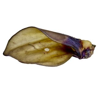 LK Baits Pet Sušené hovězí ucho se záuškem 1ks