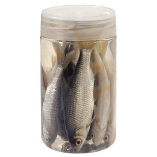 Chyť a pusť Nástražní rybičky v nálevu Plotice 10-12cm 8ks