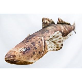 Gaby Polštář Kapr šupináč 64 cm
