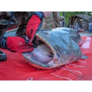 Delphin Měřící podložka Atak! Roller