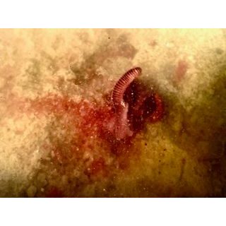 MVDE Posilovač 250g