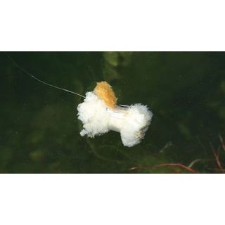 Extra Carp Zarážka Bait Spike