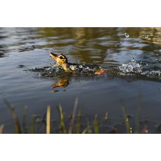 Savage Gear Nástraha 3D Cicada F Green