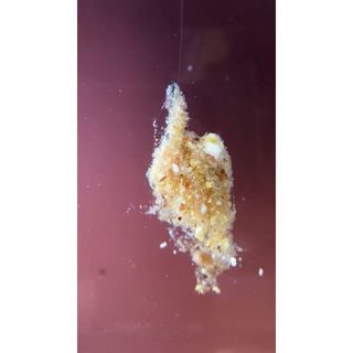 Chyť a pusť Varená Kukurica 1kg