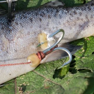Delphin Ochrana uzla Safer 100cm