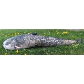 Gaby Vankúš Kapor šupináč 64 cm