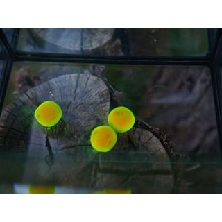 G.B.U. Boilies Mutant D5 + CTX