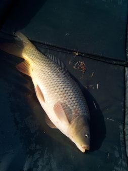 Krátká jarní kapří vycházka na rybník