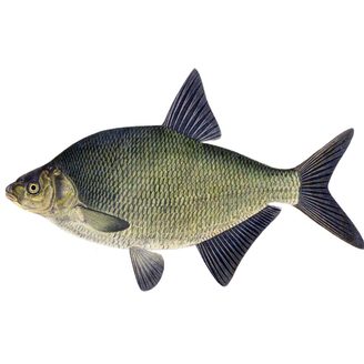 Lesk veľký