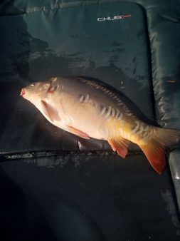 Krátká jarní kapří vycházka na rybník