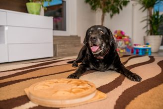 DOGLOG - Hlavolamy a edukačné pomôcky pre psy