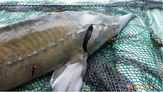 Jak se připravit na jesetera. Lehký a zaručený způsob!