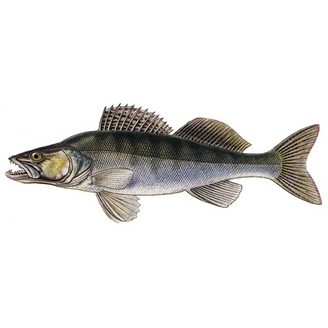 Zubáč veľkoústy